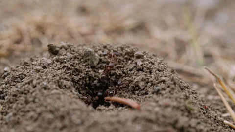 A Fascinating Macro View of a Tiny Ants Exploring the Earth's Surface Stock Footage 257210607