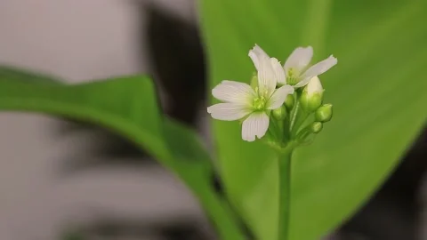 The Fascinating Movement of a Venus Flytrap: Close-Up Footage of a Carnivorous Video stock 231558251