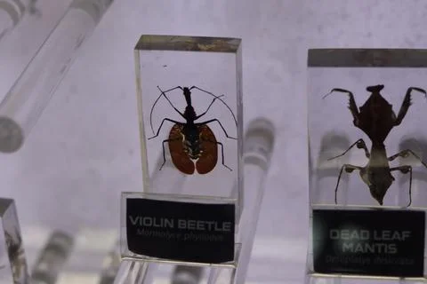 Fascinating museum display featuring a Violin Beetle and a Dead Leaf Mantis Stock Photos