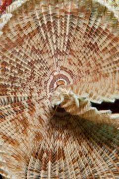 The fascinating pattern of a feather duster worm (sabellastarte indica). Stock Photos