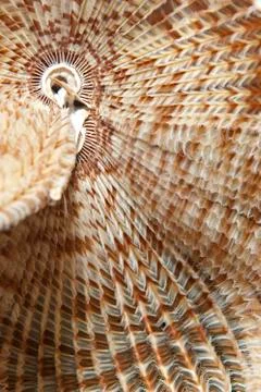 The fascinating pattern of a feather duster worm (sabellastarte indica). 库存照片