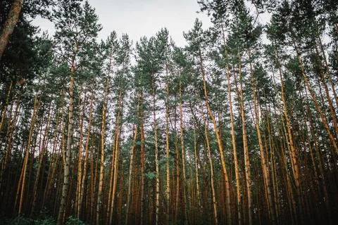 A fascinating pine forest. background of the forest Stock Photos