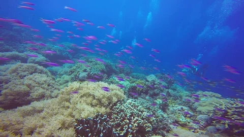Fascinating scuba diving on the reefs of the Philippines. Stock Footage 125527528
