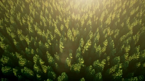 Fascinating seamless loop 3d animation. View from a bird's eye view over the fir 스톡 동영상 103755176