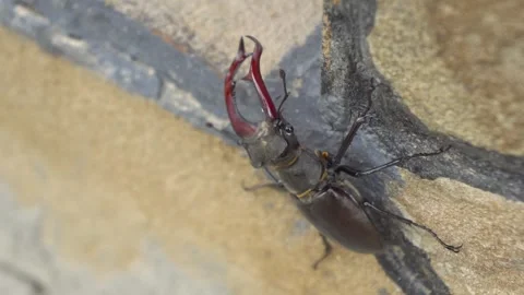 A Fascinating Stag Beetle Climbing Wall CloseUp Footage to Observe Its Unique Stock Footage 312281970