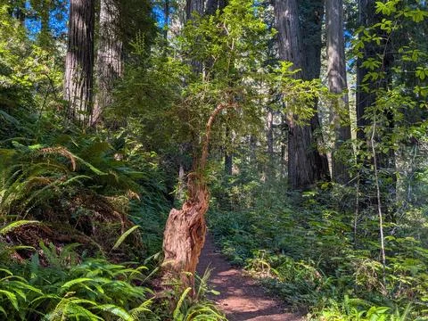 A fascinating stump-turned-tree with lush green leaves Stockfoto's