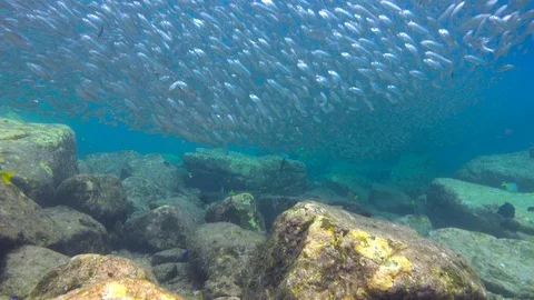 Fascinating underwater diving in the sea of Cortez. Stock Footage 100593607