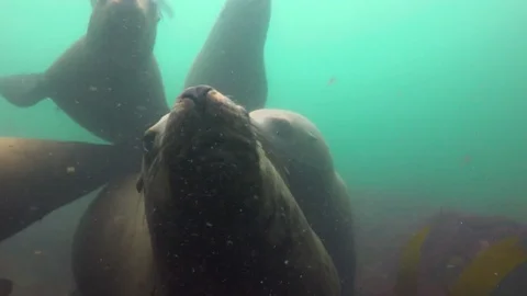 Fascinating underwater diving with sea lions in the Pacific ocean. Stock Footage 80616267