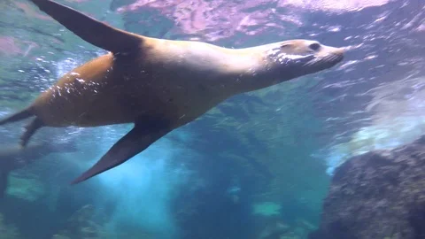 Fascinating underwater diving with seals in the sea of Cortez. Stock Footage 100585299