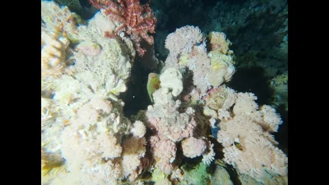 Fascinating underwater view showing a reef octopus hiding in its den on a coral 스톡 동영상 335203329
