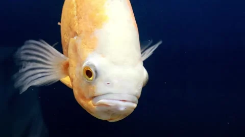 Fascinating underwater world of unique fish exploring deep blue waters Vídeo Stock 295298323