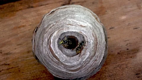 Fascinating wasps feed their larvae and build their nest Vídeo Stock 272565375