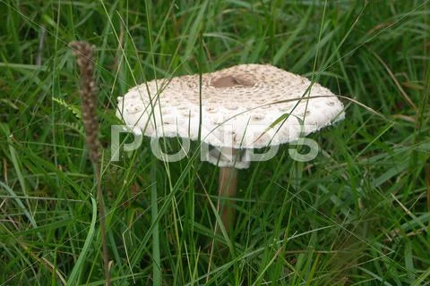 Fashion closeup eat macro mushroom natural thing Stock Photos