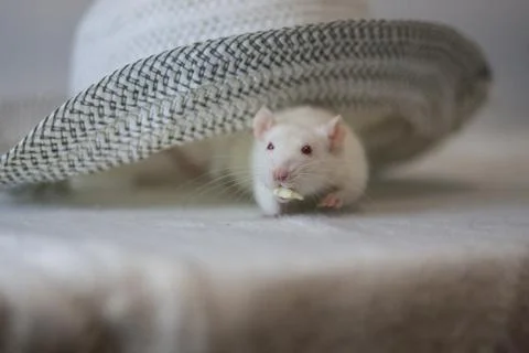 Fashion concept. mouse trying on hat Hat season is Stock Photos