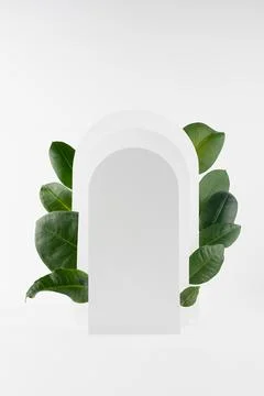 Fashion scene mockup with white rectangle rounded arches, ficus green foliage Stock Photos