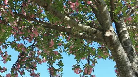 Fashionable spring blooming pink tree Stock Footage 11017083