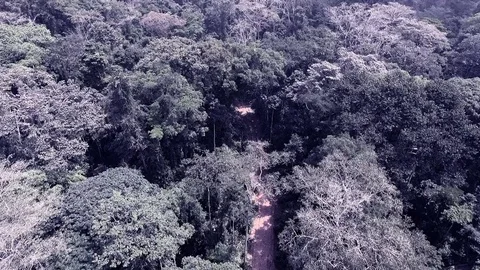 Fast above the virgin forest Stock Footage 81062315