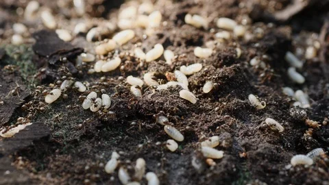 Fast activation of army ants with their larvae. Stock Footage 89899557