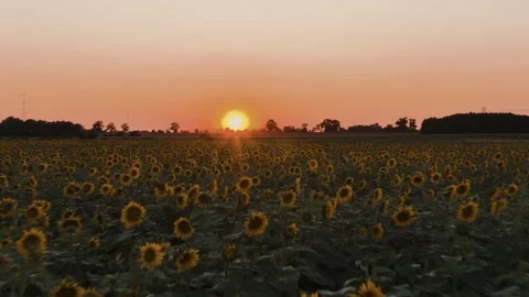 Fast Aerial Drone Flight Over Sunflower Field Towards Sunset Stock Footage 324966889