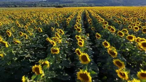 Fast aerial drone shot over ripe Sunflower field in Summer Stock Footage 219281982