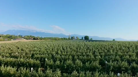 Fast Aerial Flight Over Orchard Rows Ending In Drone Flip Stock Footage 344257044