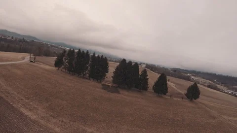 Fast Aerial Shot Between Two Pines in a Wheat Field Stock Footage 86761412