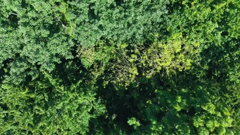 Fast Aerial Top-Down Flyover Above Lush Green Forest Canopy Stock Footage 309762153