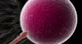 Fast and funny sperm HD Footage