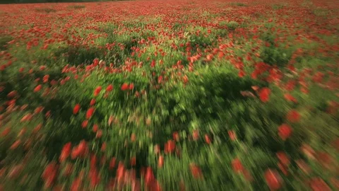 Fast and Low flight through a field full of poppies on spring, 4k Stock Footage 128467525