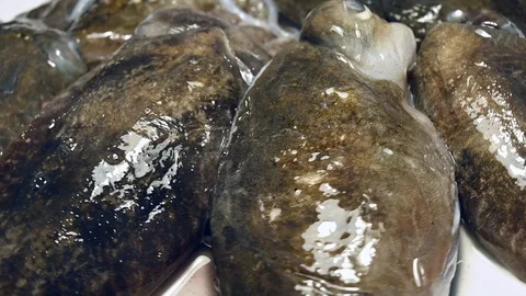 Fast and slow rotating fresh cuttlefish Stock Footage 104981527
