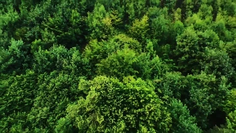 Fast ascend over forest short Stock Footage 311879633