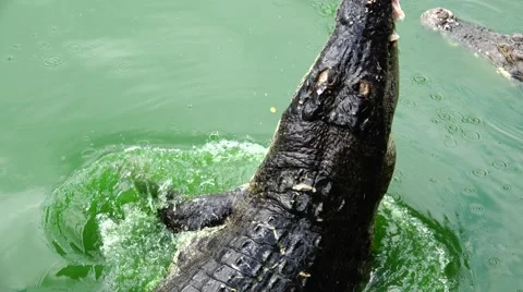 Fast Attack. Good Fortune. Stock-Footage 48555820