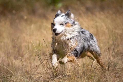 Fast Australia Shepherd Stock Photos