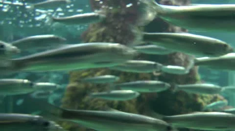 Fast bank of fish close up Stock Footage 11863524