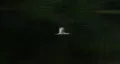 Fast Bird HD Footage