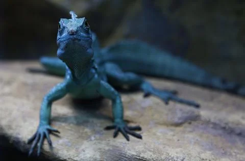 A fast blue lizard seen from the front Stock Photos