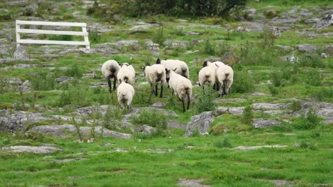 Fast Border Collie Herding Sheep in a Rocky Irish Pasture Stock-Footage 316282931