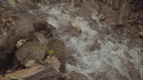 A fast brook in teh forest Stock Footage 98212978
