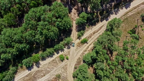 Fast buggy is going among big forest trees. Aerial drone view. Stock Footage 136155941