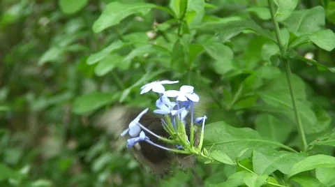Fast Butterfly Stock Footage 285596