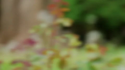 Fast camera movement creating colorful motion blur with green and warm tones Stock Footage 336903410