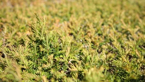 Fast camera movement over the hedge bush Video stock 130252274