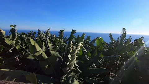 Fast camera of road ride surrounded by banana trees, island of La Palma Stock Footage 169876433
