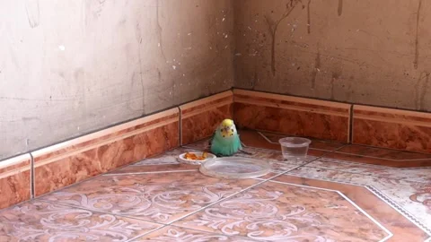 Fast camera of a turquoise Australian parakeet groggy on the floor after Video stock 160993791