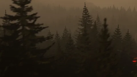 Fast car driving through a coniferous forest on a curvy road during a night. 4K Video stock 104429477