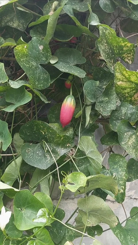 Fast Checking Wall Garden Stock-Footage 297606124