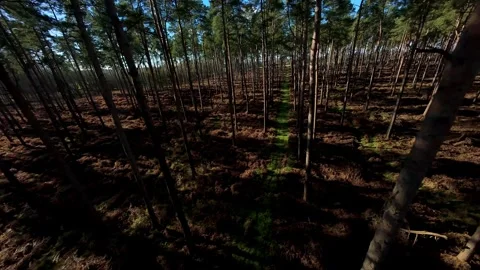 Fast Cinematic FPV Drone Flight Over Bushes Woburn Forest Stock Footage 337546963