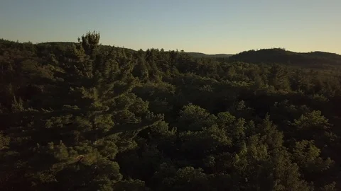 Fast circle around tall pine Stock Footage 100126343