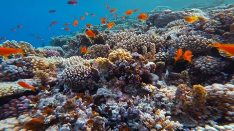 Fast close up motion above dense coral reef with many Red Fairy Anthias fish in Video stock 336232938
