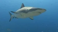 Fast Close Shark Swims At Camera Underwater In Palau Stock Footage